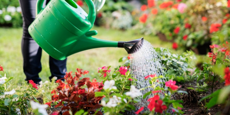 Watering can watering plants in summer