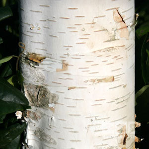 Ornamental tree for sale: Betula Snow Queen showing its unique light coloured bark.