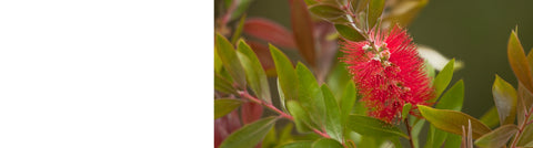 Phormium - New Zealand Flax Phormium - New Zealand Flax