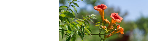 Abutilon - Trailing Abutilon Abutilon - Trailing Abutilon