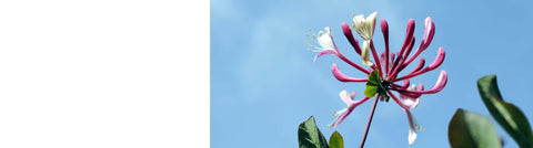 Vinca - Periwinkle Plants Vinca - Periwinkle Plants