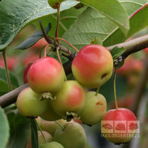 Fruit tree for sale: a malus red sentinal (crab apple tree) showing shiny apples growing