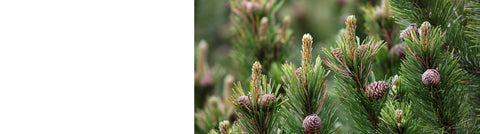 Juniperus - Juniper Juniperus - Juniper