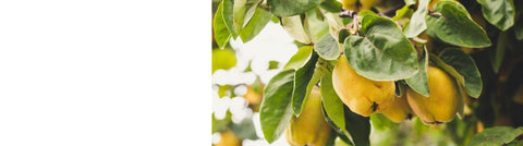 Medlar Trees Medlar Trees