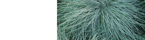 Stipa Plants Stipa Plants