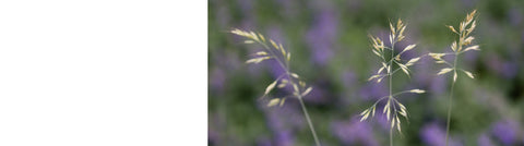 Stipa Plants Stipa Plants