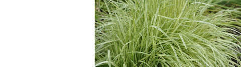 Cortaderia Plants Cortaderia Plants