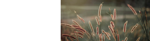 Stipa Plants Stipa Plants