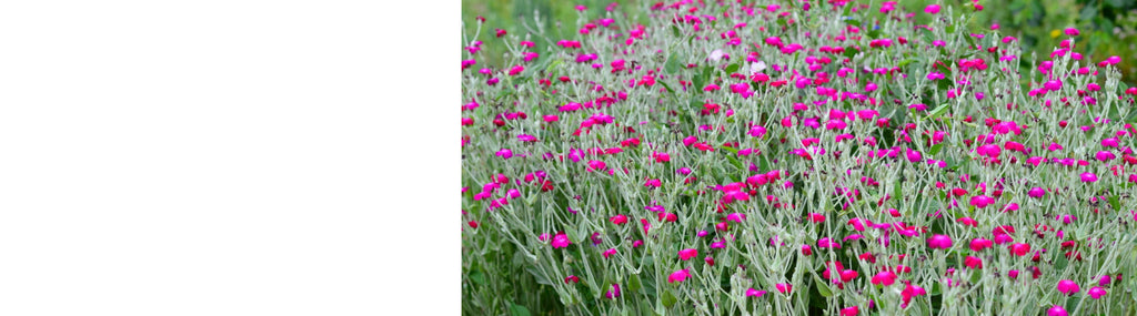 Silene Plants