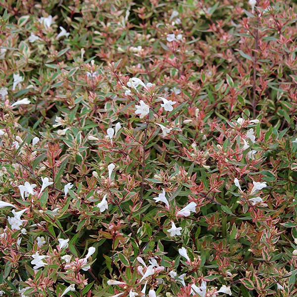 The Abelia Confetti forms a dense cluster with small white flowers and reddish-green, narrow leaves, making it a striking small shrub.