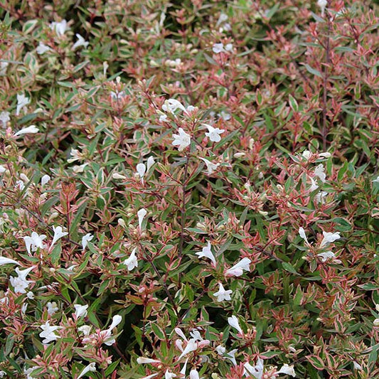 Abelia Confetti - Abelia Abelia Confetti - Abelia