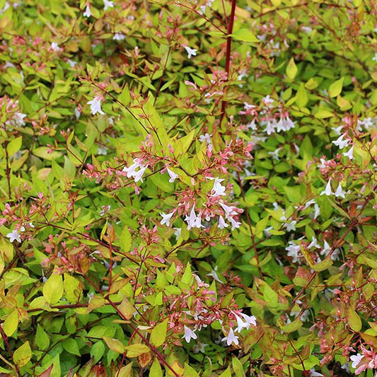 Abelia Francis Mason - Abelia Abelia Francis Mason - Abelia