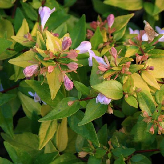 Abelia Francis Mason - Abelia Abelia Francis Mason - Abelia