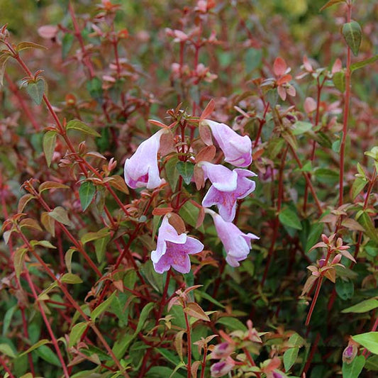 Abelia Pinky Bells - Abelia Abelia Pinky Bells - Abelia
