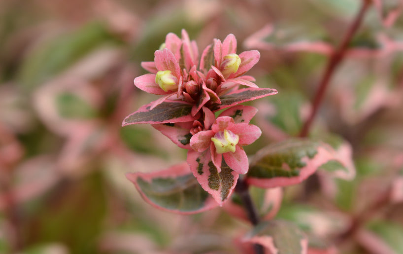 Effortlessly Elegant and Easy to Manage. Effortlessly Elegant and Easy to Manage.