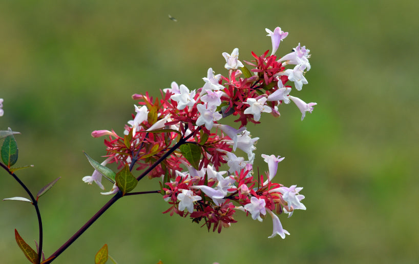 Perfect for Pollinators and Eco-Friendly Gardens. Perfect for Pollinators and Eco-Friendly Gardens.