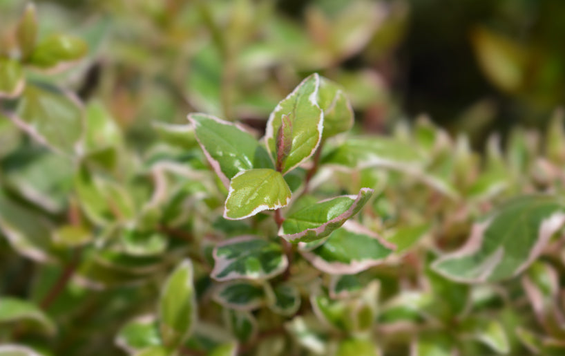 Abelia: An Understated Gem for Your Garden. Abelia: An Understated Gem for Your Garden.