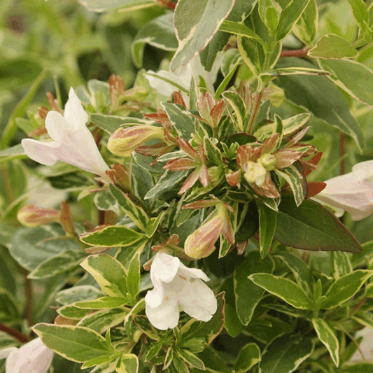 Abelia x grandiflora Lucky Lots - Abelia Abelia x grandiflora Lucky Lots - Abelia