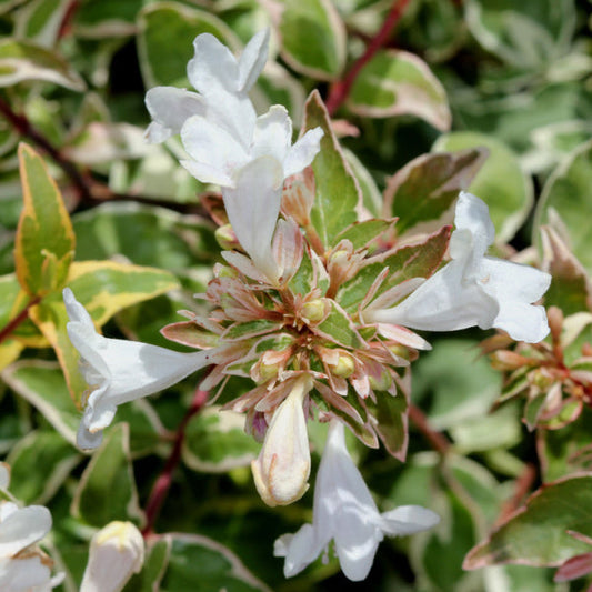 Abelia x grandiflora Radiance - Abelia Abelia x grandiflora Radiance - Abelia