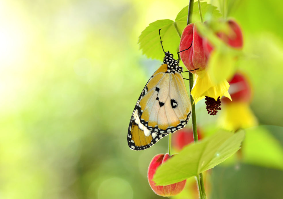 A Friend to Pollinators and Suitable for Pots. A Friend to Pollinators and Suitable for Pots.