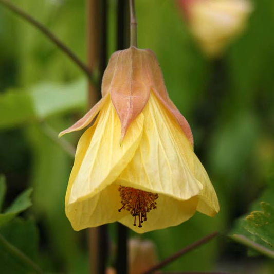 Abutilon Waltz - Trailing Abutilon Abutilon Waltz - Trailing Abutilon
