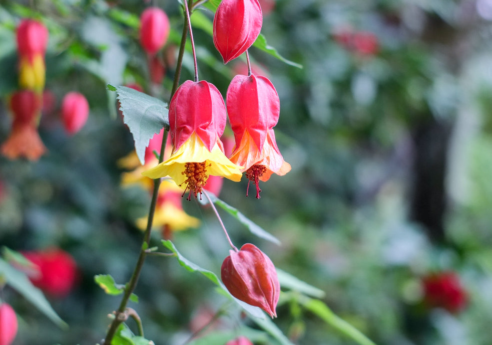 Abutilon: A Splash of Colour with Delicate Charm. Abutilon: A Splash of Colour with Delicate Charm.