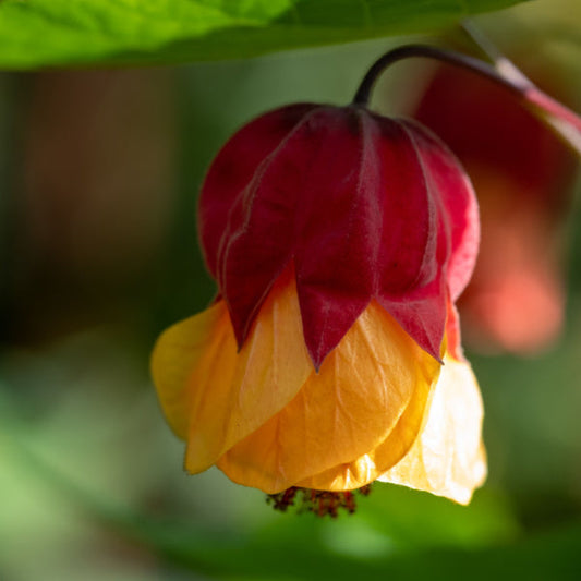 Abutilon megapotamicum Wisley Red - Trailing Abutilon Abutilon megapotamicum Wisley Red - Trailing Abutilon
