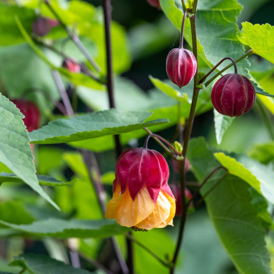 Abutilon megapotamicum Wisley Red - Trailing Abutilon Abutilon megapotamicum Wisley Red - Trailing Abutilon