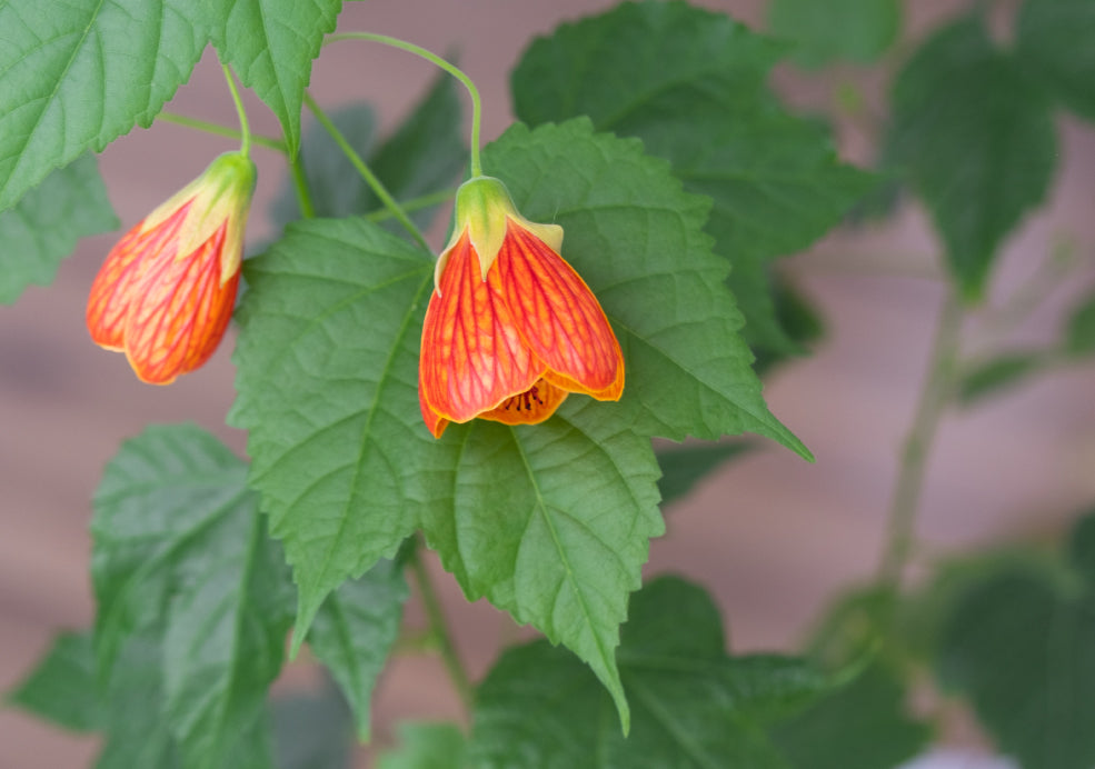 Long-Lasting Blooms and Easy to Grow. Long-Lasting Blooms and Easy to Grow.