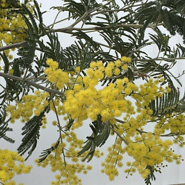 The Acacia dealbata, commonly referred to as the Mimosa Tree, showcases its vibrant yellow blooms and feathery green leaves on delicate branches set against a light background, bringing a cheerful touch akin to winter flowers.