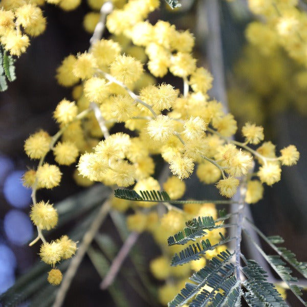 The Acacia dealbata - Mimosa Tree, with its yellow Mimosa flowers and delicate feathery leaves, adds a vibrant touch to any winter floral arrangement.
