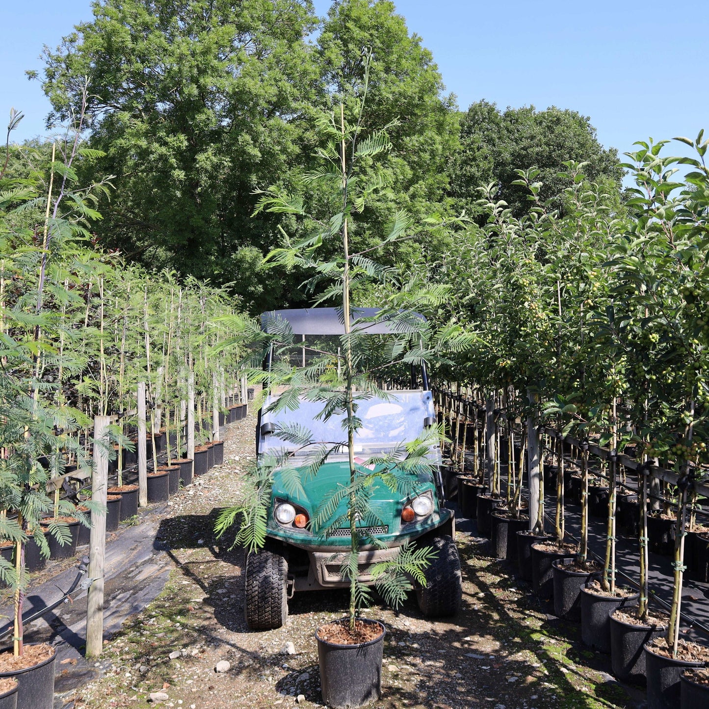 A green utility vehicle is parked among rows of potted trees, with taller Mimosa Trees (Acacia dealbata) and greenery in the background under a clear blue sky.