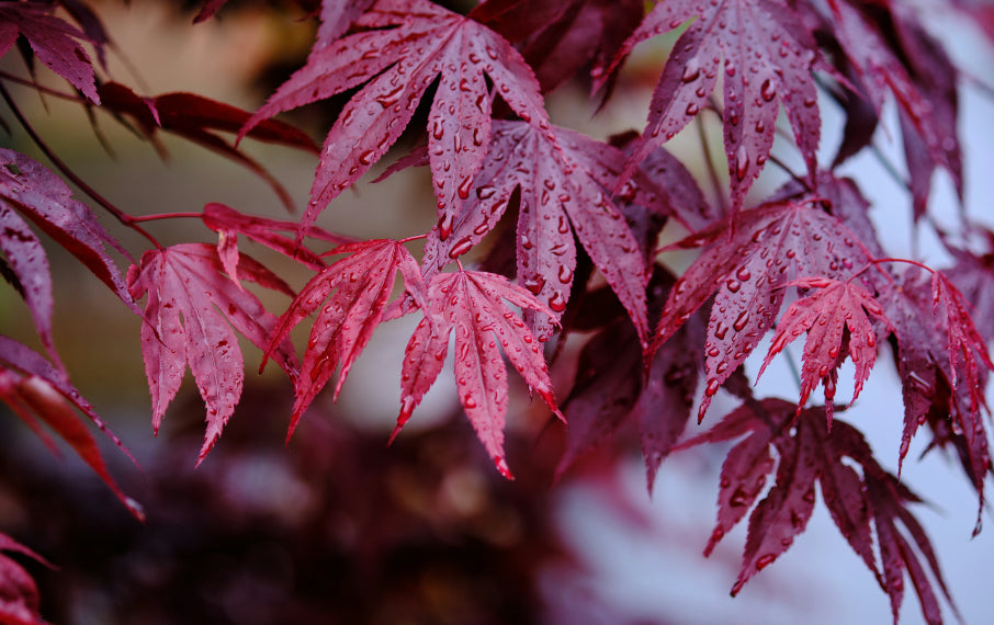 Versatile for Both Grand and Modest Gardens. Versatile for Both Grand and Modest Gardens.