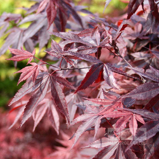 Acer Bloodgood - Japanese Maple Tree Acer Bloodgood - Japanese Maple Tree