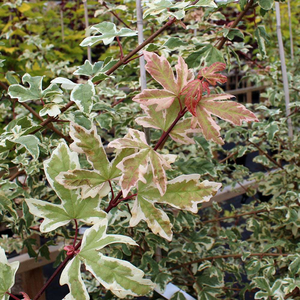 The Acer Carnival - Variegated Field Maple Tree features exquisite green and white patterns, occasionally accented with pinkish hues on its graceful branches—an ideal selection for small gardens.