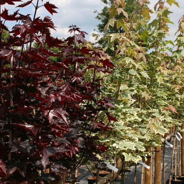 Rows of ornamental maple trees, featuring the stunning Acer Crimson King - Norway Maple Tree, showcase a vibrant array of autumn colours from deep red to green, standing on a black-covered ground under a cloudy sky.