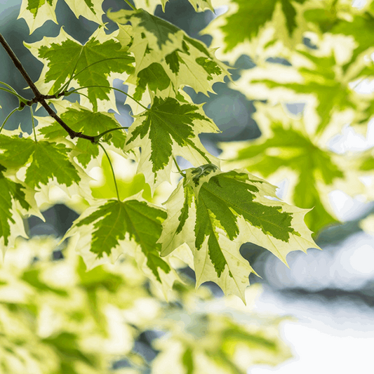 Acer Drummondii - Norway Maple Tree Acer Drummondii - Norway Maple Tree