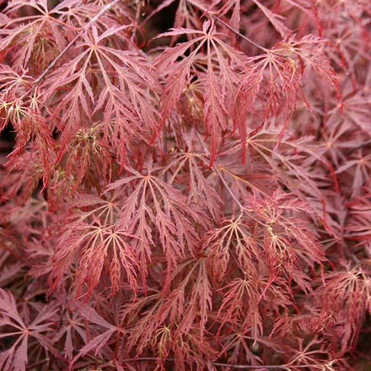 Acer Garnet - Japanese Maple Acer Garnet - Japanese Maple