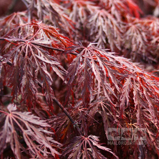 Acer Inaba Shidare - Japanese Maple Tree Acer Inaba Shidare - Japanese Maple Tree