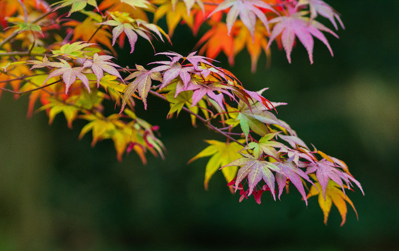 Japanese Maples: A Gentle Beauty in Every Season. Japanese Maples: A Gentle Beauty in Every Season.