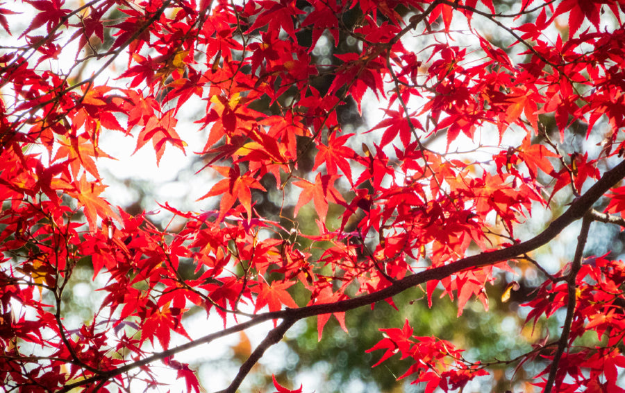 A Legacy of Peace and Heritage. A Legacy of Peace and Heritage.