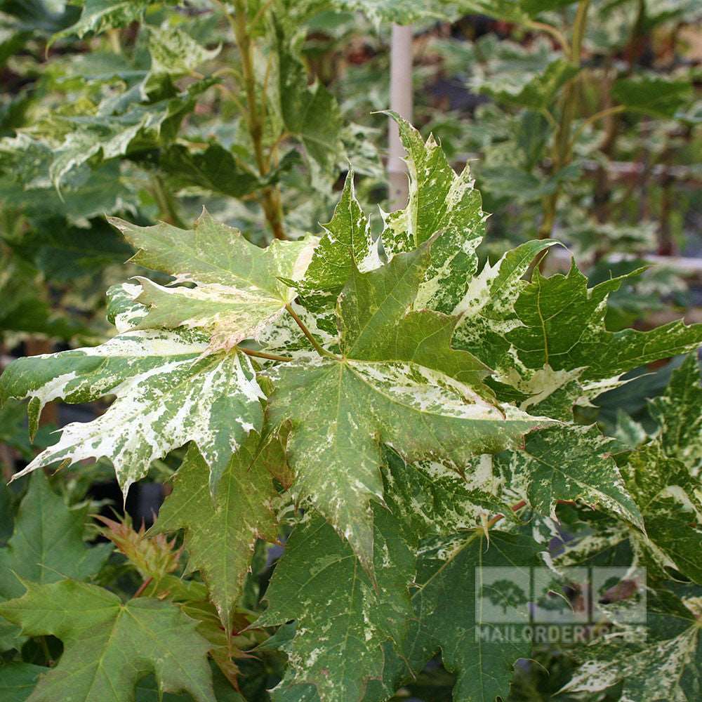 Close-up of Acer Jules Norway Maple Tree leaves showcasing striking green and white patterns.