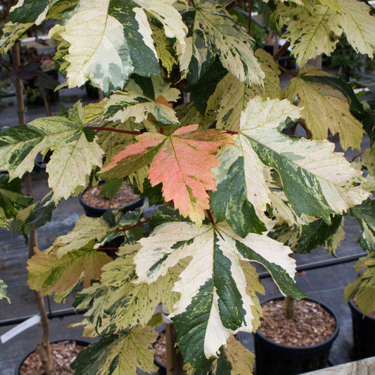Acer Leopoldii - Sycamore Tree Acer Leopoldii - Sycamore Tree