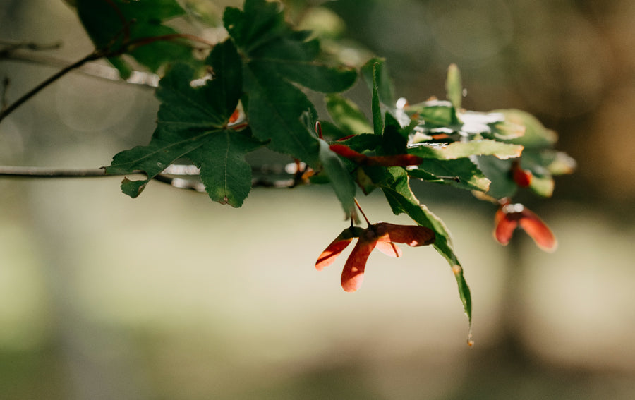 Seasonal Interest and Year-Round Appeal. Seasonal Interest and Year-Round Appeal.