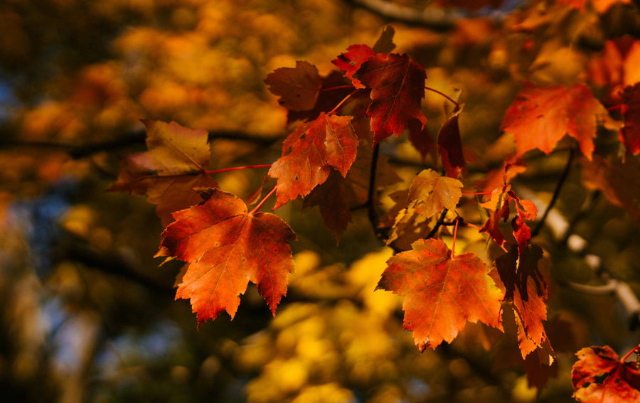 Sycamore Trees: Majestic Trees for Any Landscape. Sycamore Trees: Majestic Trees for Any Landscape.
