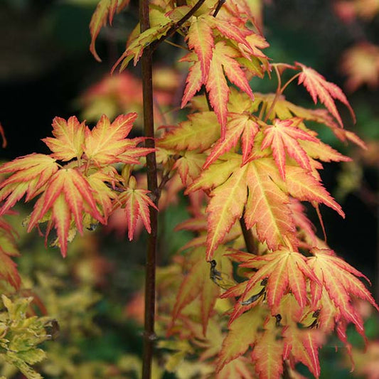 Acer Orange Dream - Japanese Maple Acer Orange Dream - Japanese Maple