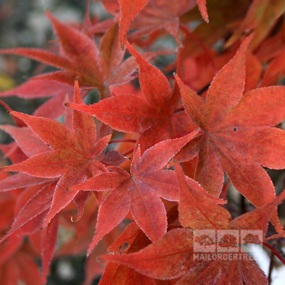 Close-up view of the Acer Osakazuki - Japanese Maple Tree leaves, displaying vibrant red hues with sharp edges, overlapping in a stunning showcase of autumn colors.
