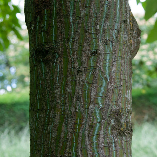 Acer Rufinerve - Snake Bark Maple Tree Acer Rufinerve - Snake Bark Maple Tree