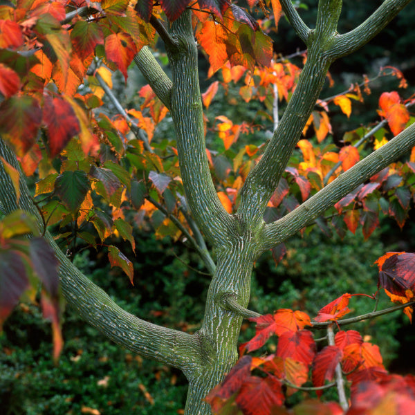 The trunk and branches of this ornamental specimen, the Acer Rufinerve - Snake-Bark Maple Tree, showcase textured bark, surrounded by vibrant red and orange leaves that embody the bold autumn colours.