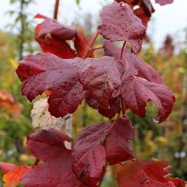 Close-up of a branch from an Acer Scanlon - Red Maple Tree, its vibrant autumn foliage glistening with water droplets.
